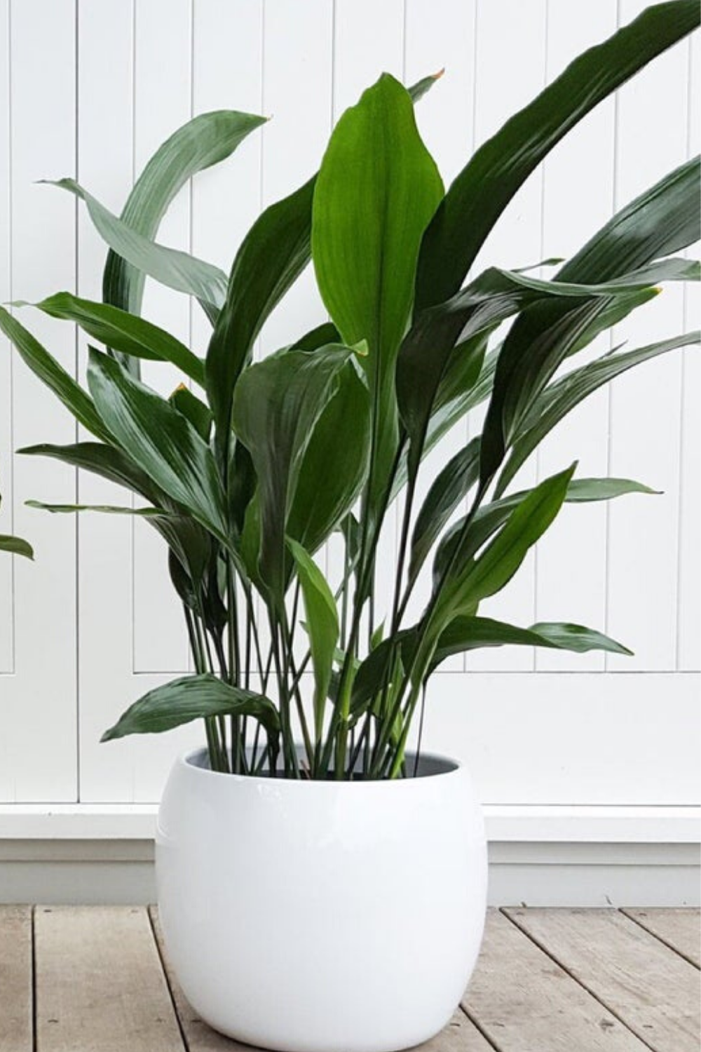 Indoor Plants Bathroom Plants That Absorb Moisture - Renews