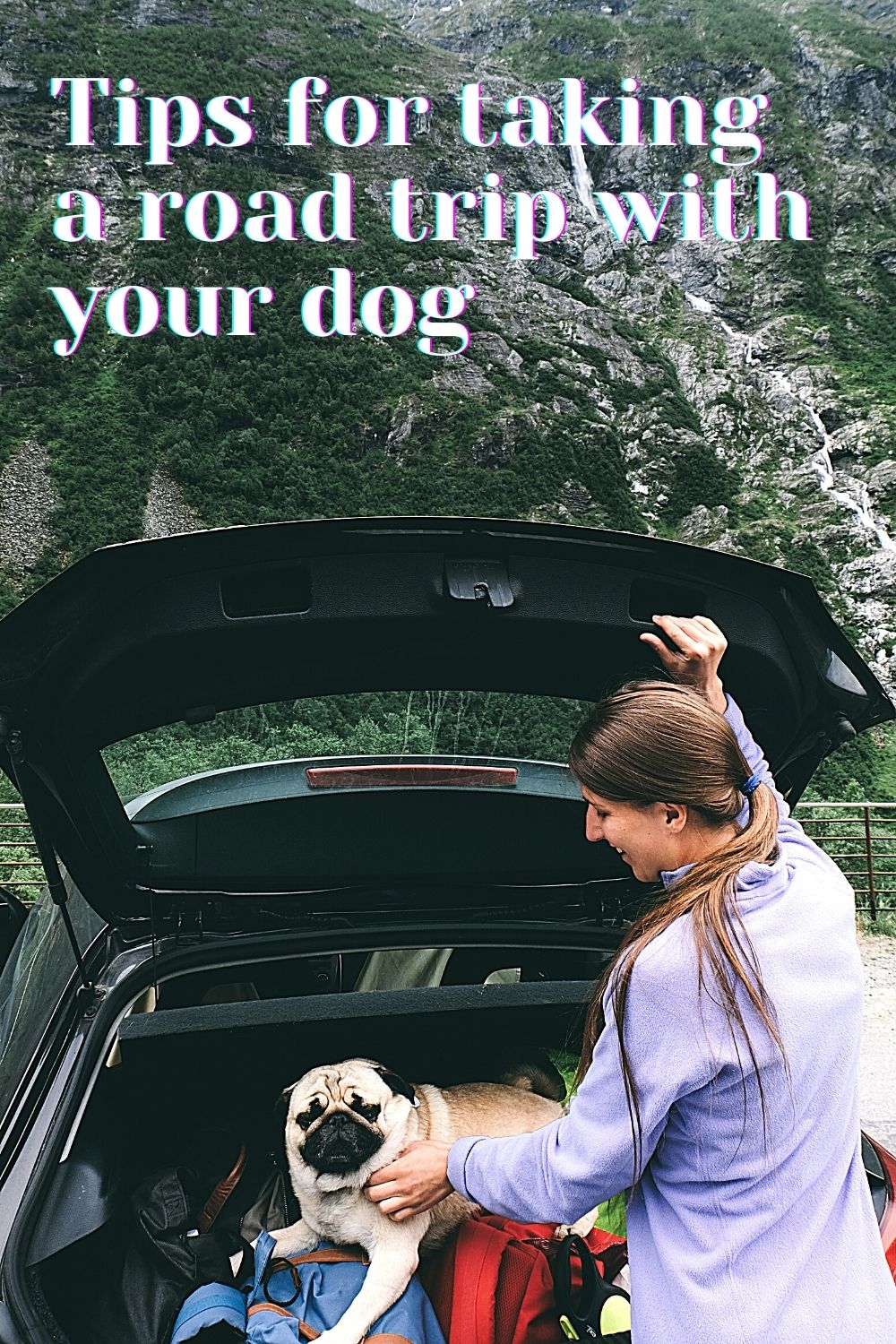 Tips For Taking A Road Trip With Your Dog - Miss Mv